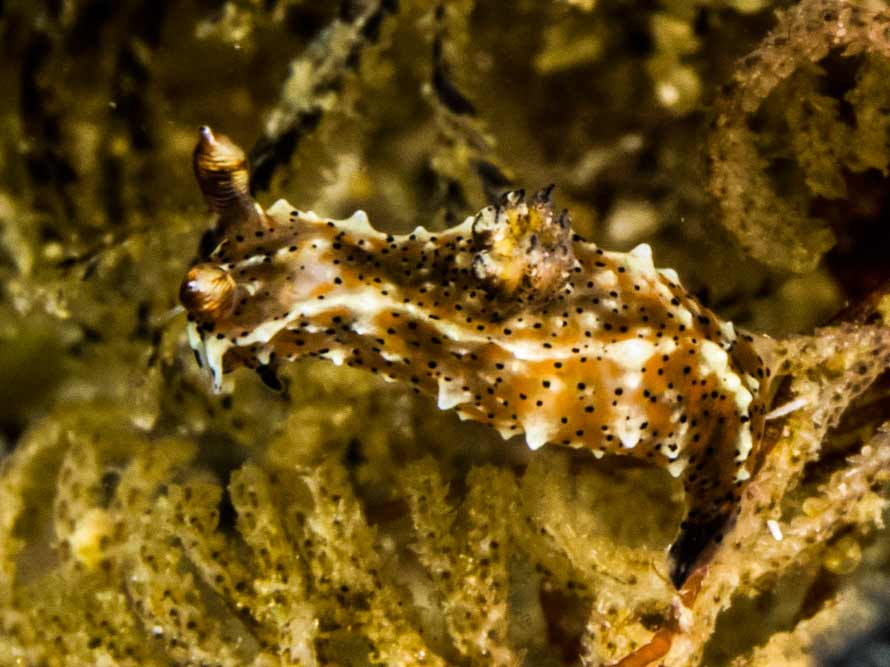 Polycera cf abei